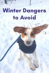 Winter Dangers You and Your Dog Need to Avoid