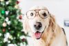 How to Keep Your Dog Safe During the Holidays