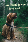 How Much Do You Love Your Pet?