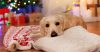 Is your pet going to the sitters this Christmas?